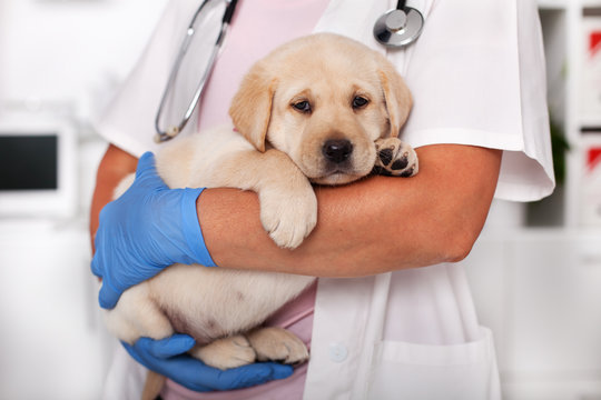 Signs of a Healthy Puppy: What Every New Owner Should Look For