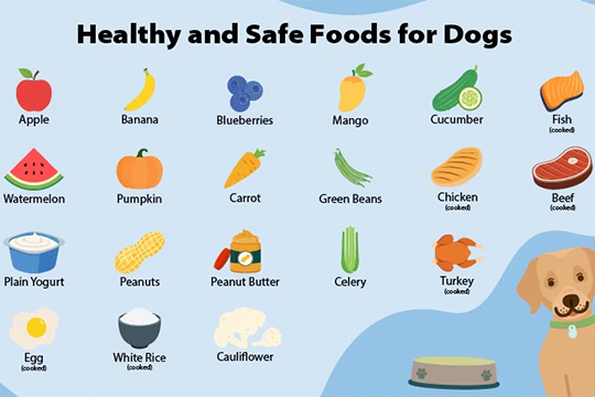 The Safest Puppy Foods in 2025 (Breeder Recommended)