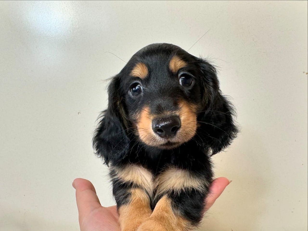 Oscar