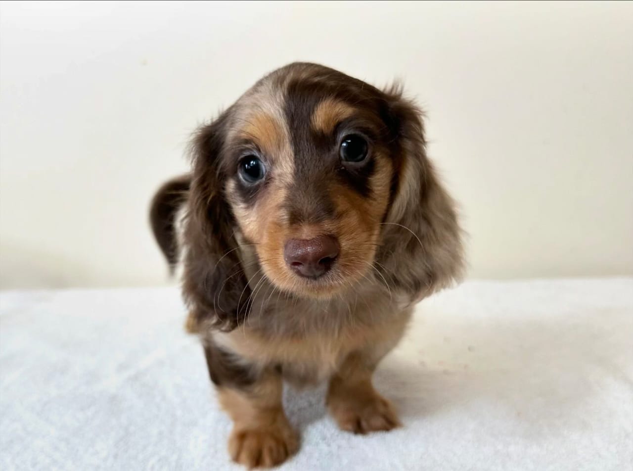 Coco