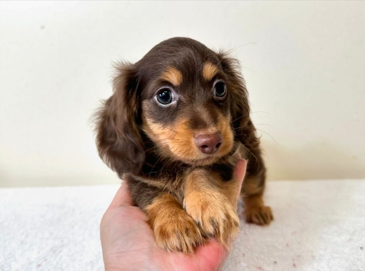 Wiener