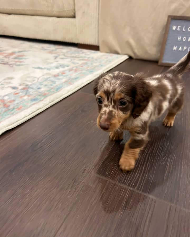 Sausage